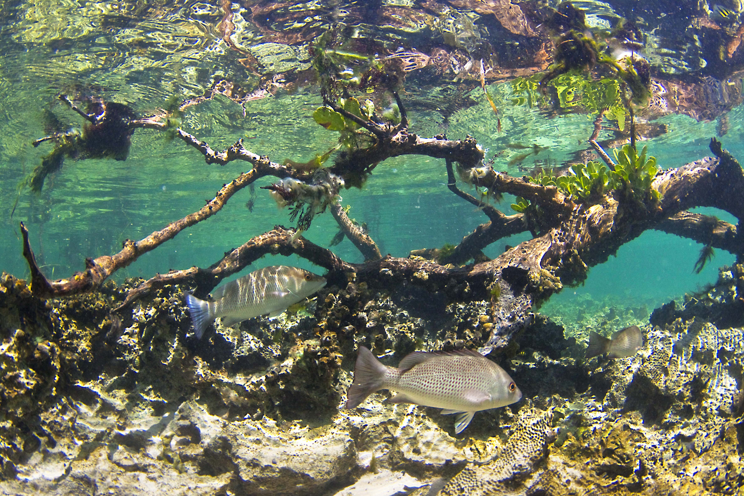  Ekosistem Mangrove  GEO WEBCLASS
