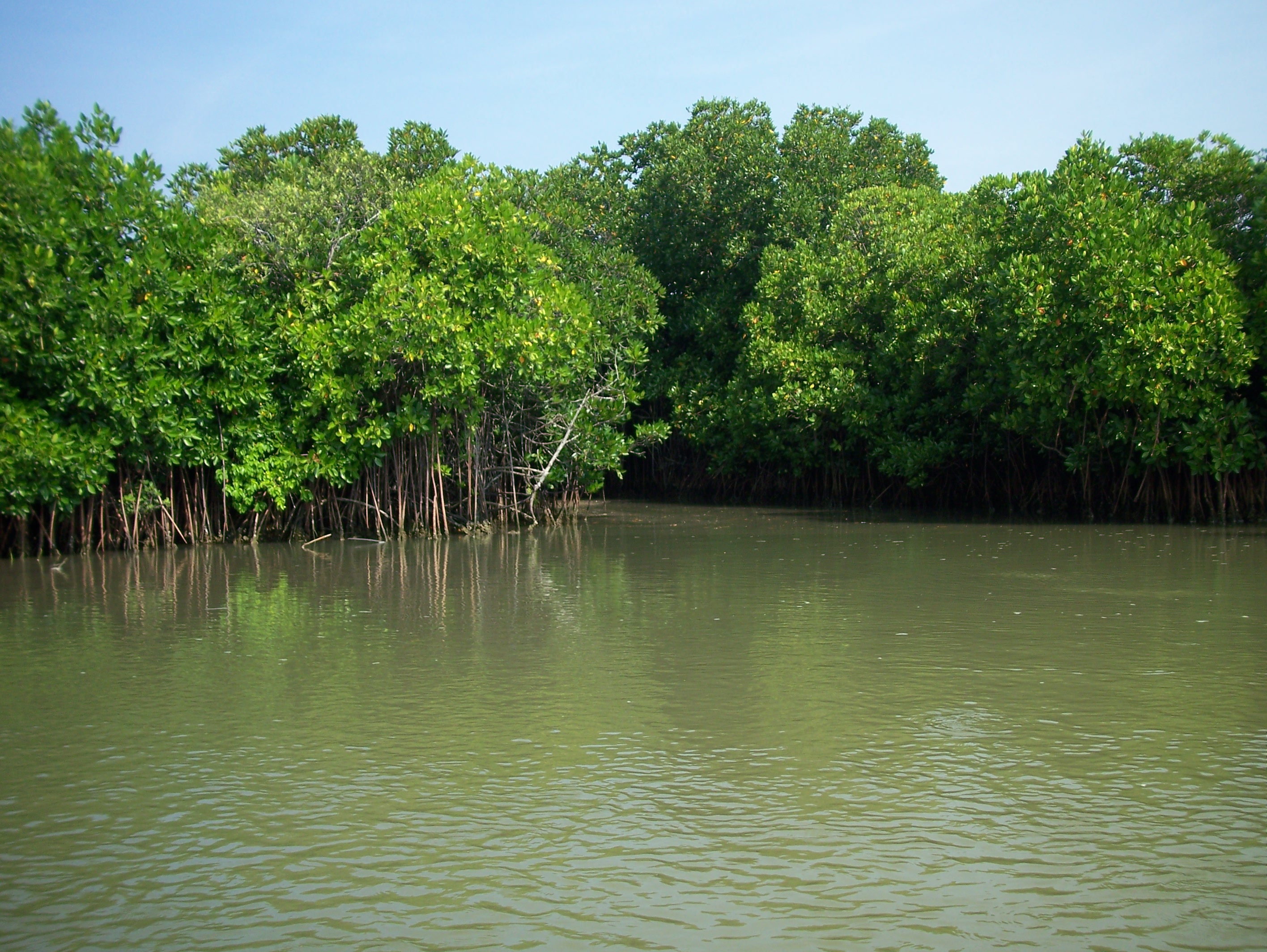 Hutan Mangrove  GEO WEBCLASS